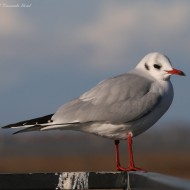 adulto in abito invernale, Lio Piccolo (VE), dicembre
