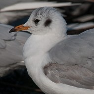 2cy (1� inverno), febbraio