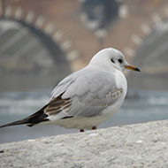 2cy (1� inverno), Verona, 23.01.2010