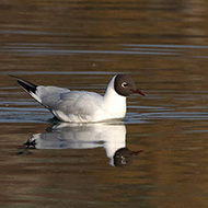 adulto in abito riproduttivo, Verona, 4.03.2019