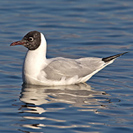 adulto in abito di transizione, Peschiera del Garda (VR), 18.11.2012