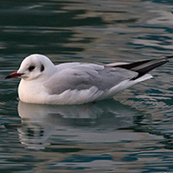 adulto in abito invernale, Garda (VR), 5.01.2019