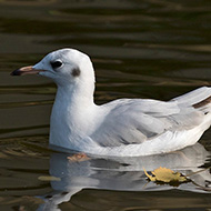 1cy (1� inverno), ottobre