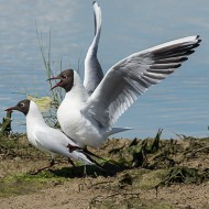 copula di adulti in abito riproduttivo, aprile