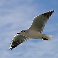 adulto in abito invernale, Venezia, 3.02.2013