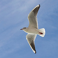 adulto in abito invernale, Venezia, 3.02.2013