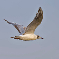 2cy (prima estate), Nogara (VR), 14.06.2013