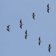 gruppo di adulti in volo, Favaro Veneto (VE), 12.03.2013