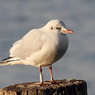 adulto in abito invernale con anello polacco, Bardolino (VR), 6.02.2016