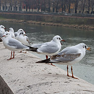 2cy (1� inverno) e adulti in abito invernale, Verona, 23.01.2010