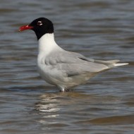 adulto in abito riproduttivo, Laguna di Venezia, 5.06.2010