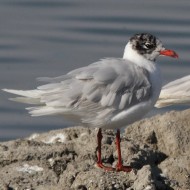 adulti in abito di transizione, Valle Veniera (RO), 13.08.2011