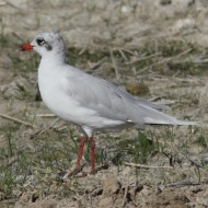 adulto in abito invernale, Ca' Pasqua (VE), 28.08.2014