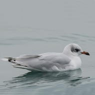 3cy (2� inverno), gennaio