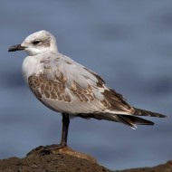 1cy (1� inverno), ottobre