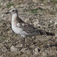 giovane, Ca' Pasqua (VE), 28.08.2014