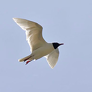 adulto in abito riproduttivo, Delta del Po (RO), 23.06.2007