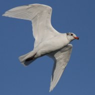 adulto in abito invernale incompleto, Chioggia (VE), 5.10.2008