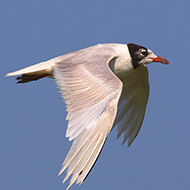 3cy (2a estate), Sacca di Scardovari (RO), 20.08.2016