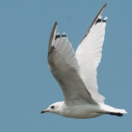 2cy (1a estate), agosto