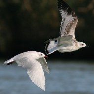 adulto in abito invernale (a sn) con 1cy (1� inverno), Santa Giulia (RO), 13.09.2007