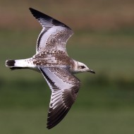 1cy, Sacca di Scardovari (RO), 20.08.2016