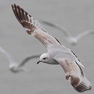 1cy (1� inverno), Chioggia (VE), 15.11.2009