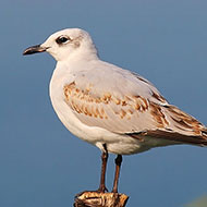 1cy (1� inverno), Lido Campanello (VR), 10.10.2008