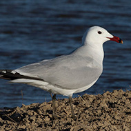 adulto in abito riproduttivo, aprile