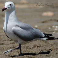 adulto in abito riproduttivo, giugno
