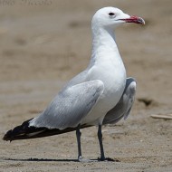 adulto in abito riproduttivo, giugno