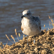 2cy (inanellato), aprile