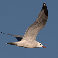 adulto in abito riproduttivo, aprile