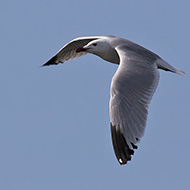 adulto in abito riproduttivo, aprile