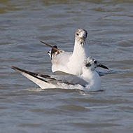 2cy, Tessera, Venezia, 27.05.2022