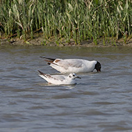 2cy con gabbiano comune, Tessera, Venezia, 27.05.2022