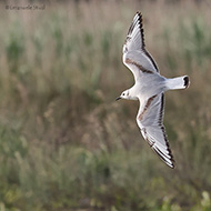 2cy, Tessera, Venezia, 27.05.2022