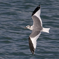 adulto in abito di transizione, maggio