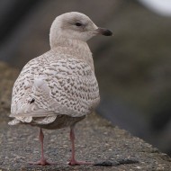 2cy (1� inverno), gennaio