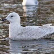 1cy (1� inverno), dicembre