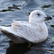 1cy (1� inverno), dicembre