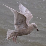 2cy (1� inverno), gennaio