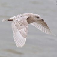 2cy (1� inverno), gennaio