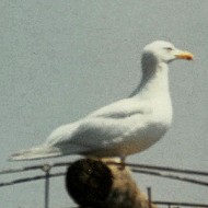 adulto in abito riproduttivo, Laguna sud di Venezia, 24.05.1992