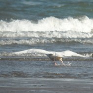 2cy, Chioggia (VE), 21.02.2015