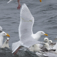 adulto con fulmari e mugnaiaccio, giugno