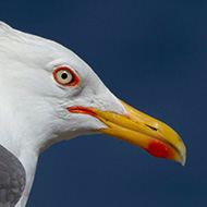 adulto in abito riproduttivo, aprile