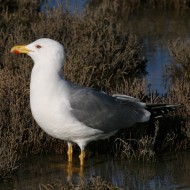 adulto in abito riproduttivo, Lio Piccolo (VE), 16.04.2019