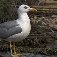adulto in abito riproduttivo, Malcesine (VR), 26.05.2018