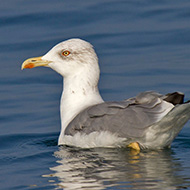 adulto in abito invernale, Lago di Garda (VR), 27.09.2014